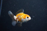 2Pack Thai Oranda   2 Inch (ID#1112ToPTD-9) Free2Day SHIPPING