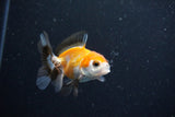 2Pack Thai Oranda   2 Inch (ID#1112ToPTD-9) Free2Day SHIPPING