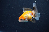 2Pack Thai Oranda   2 Inch (ID#1112ToPTD-9) Free2Day SHIPPING