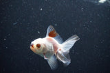 2Pack Thai Oranda   2 Inch (ID#1112ToPTD-9) Free2Day SHIPPING