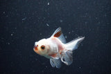 2Pack Thai Oranda   2 Inch (ID#1112ToPTD-9) Free2Day SHIPPING