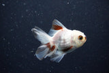 2Pack Thai Oranda   2 Inch (ID#1112ToPTD-9) Free2Day SHIPPING