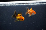 2Pack Thai Oranda   2 Inch (ID#1112ToPTD-10) Free2Day SHIPPING