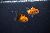 2Pack Thai Oranda   2 Inch (ID#1112ToPTD-10) Free2Day SHIPPING