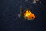 2Pack Thai Oranda   2 Inch (ID#1112ToPTD-10) Free2Day SHIPPING