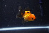 2Pack Thai Oranda   2 Inch (ID#1112ToPTD-10) Free2Day SHIPPING