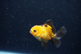 2Pack Thai Oranda   2 Inch (ID#1112ToPTD-10) Free2Day SHIPPING