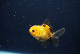 2Pack Thai Oranda   2 Inch (ID#1112ToPTD-10) Free2Day SHIPPING