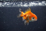 2Pack Thai Oranda   2 Inch (ID#1112ToPTD-10) Free2Day SHIPPING