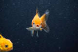 2Pack Thai Oranda   2 Inch (ID#1112ToPTD-10) Free2Day SHIPPING