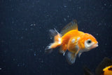 2Pack Thai Oranda   2 Inch (ID#1112ToPTD-10) Free2Day SHIPPING