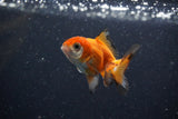 2Pack Thai Oranda   2 Inch (ID#1112ToPTD-10) Free2Day SHIPPING