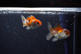 2Pack Thai Oranda   2 Inch (ID#1112ToPTD-11) Free2Day SHIPPING