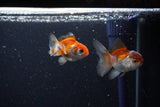 2Pack Thai Oranda   2 Inch (ID#1112ToPTD-11) Free2Day SHIPPING