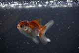 2Pack Thai Oranda   2 Inch (ID#1112ToPTD-11) Free2Day SHIPPING