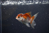 2Pack Thai Oranda   2 Inch (ID#1112ToPTD-11) Free2Day SHIPPING