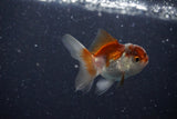 2Pack Thai Oranda   2 Inch (ID#1112ToPTD-11) Free2Day SHIPPING