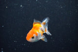 2Pack Thai Oranda   2 Inch (ID#1112ToPTD-11) Free2Day SHIPPING