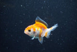 2Pack Thai Oranda   2 Inch (ID#1112ToPTD-11) Free2Day SHIPPING