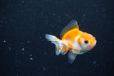 2Pack Thai Oranda   2 Inch (ID#1112ToPTD-11) Free2Day SHIPPING