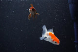 2Pack Thai Oranda   2 Inch (ID#1112ToPTD-12) Free2Day SHIPPING