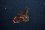 2Pack Thai Oranda   2 Inch (ID#1112ToPTD-12) Free2Day SHIPPING