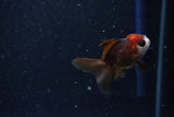 2Pack Thai Oranda   2 Inch (ID#1112ToPTD-12) Free2Day SHIPPING