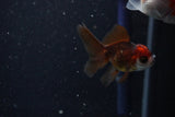 2Pack Thai Oranda   2 Inch (ID#1112ToPTD-12) Free2Day SHIPPING