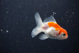 2Pack Thai Oranda   2 Inch (ID#1112ToPTD-12) Free2Day SHIPPING