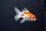 2Pack Thai Oranda   2 Inch (ID#1112ToPTD-12) Free2Day SHIPPING