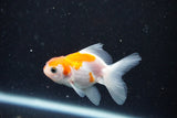 2Pack Thai Oranda   2 Inch (ID#1112ToPTD-12) Free2Day SHIPPING