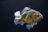 Yuan Bao Oranda  Kirin 5.5 Inch (ID#1112Yb10b-53) Free2Day SHIPPING