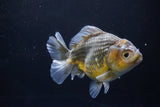 Yuan Bao Oranda  Kirin 5.5 Inch (ID#1112Yb10b-53) Free2Day SHIPPING