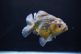 Yuan Bao Oranda  Kirin 5.5 Inch (ID#1112Yb10b-53) Free2Day SHIPPING