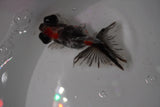 Butterfly  Calico 3 Inch (ID#1224B8b-41) Free2Day SHIPPING