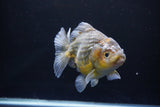 Yuan Bao Oranda  Kirin 5.5 Inch (ID#1112Yb10b-53) Free2Day SHIPPING