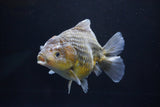 Yuan Bao Oranda  Kirin 5.5 Inch (ID#1112Yb10b-53) Free2Day SHIPPING