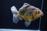 Yuan Bao Oranda  Kirin 5.5 Inch (ID#1112Yb10b-53) Free2Day SHIPPING