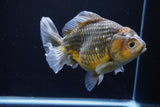 Yuan Bao Oranda  Kirin 5.5 Inch (ID#1112Yb10b-53) Free2Day SHIPPING