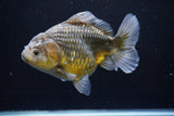 Yuan Bao Oranda  Kirin 5.5 Inch (ID#1112Yb10b-53) Free2Day SHIPPING