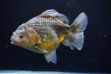 Yuan Bao Oranda  Kirin 5.5 Inch (ID#1112Yb10b-53) Free2Day SHIPPING