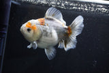 Yuan Bao Oranda  Kirin 5 Inch (ID#1112Yb10b-54) Free2Day SHIPPING