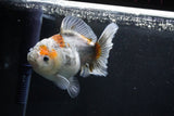 Yuan Bao Oranda  Kirin 5 Inch (ID#1112Yb10b-54) Free2Day SHIPPING