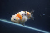 Milk Cow Ranchu  Calico 4 Inch (ID#1008R9a-58) Free2Day SHIPPING