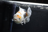 Yuan Bao Oranda  Kirin 5 Inch (ID#1112Yb10b-54) Free2Day SHIPPING