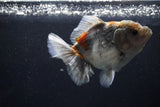 Yuan Bao Oranda  Kirin 5 Inch (ID#1112Yb10b-54) Free2Day SHIPPING