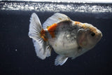 Yuan Bao Oranda  Kirin 5 Inch (ID#1112Yb10b-54) Free2Day SHIPPING