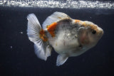 Yuan Bao Oranda  Kirin 5 Inch (ID#1112Yb10b-54) Free2Day SHIPPING