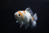 Yuan Bao Oranda  Kirin 5 Inch (ID#1112Yb10b-54) Free2Day SHIPPING