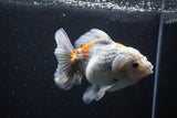 Yuan Bao Oranda  Kirin 5 Inch (ID#1112Yb10b-54) Free2Day SHIPPING